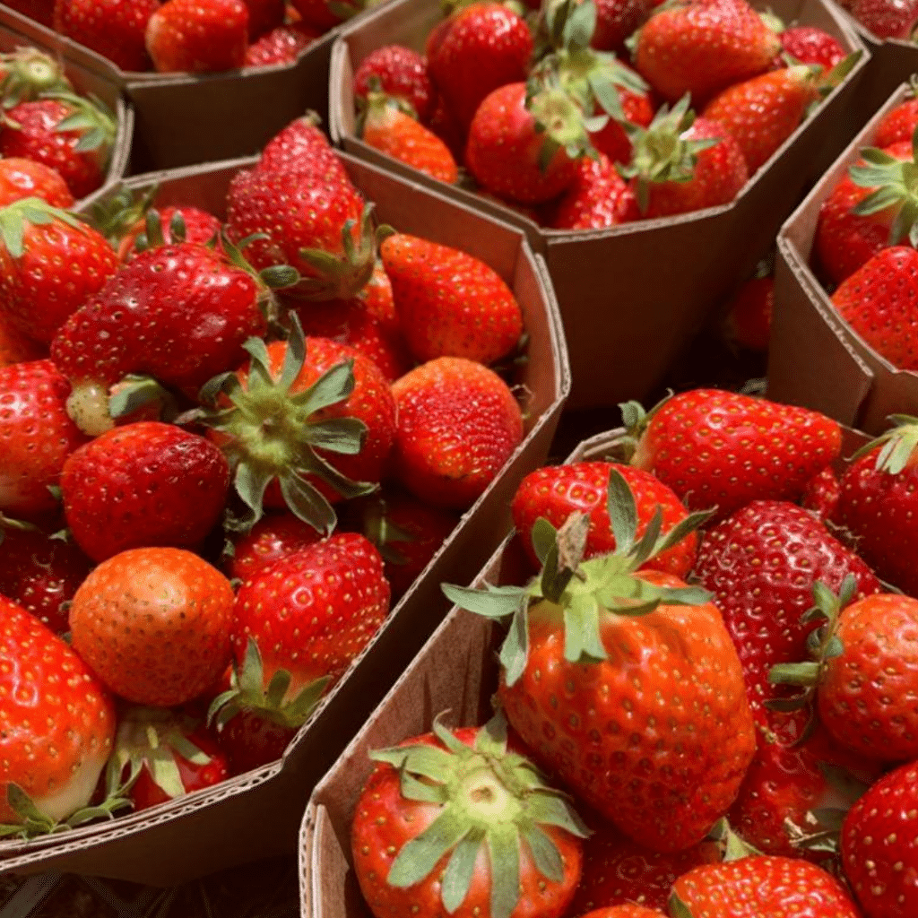 fragole fattoria Riparo